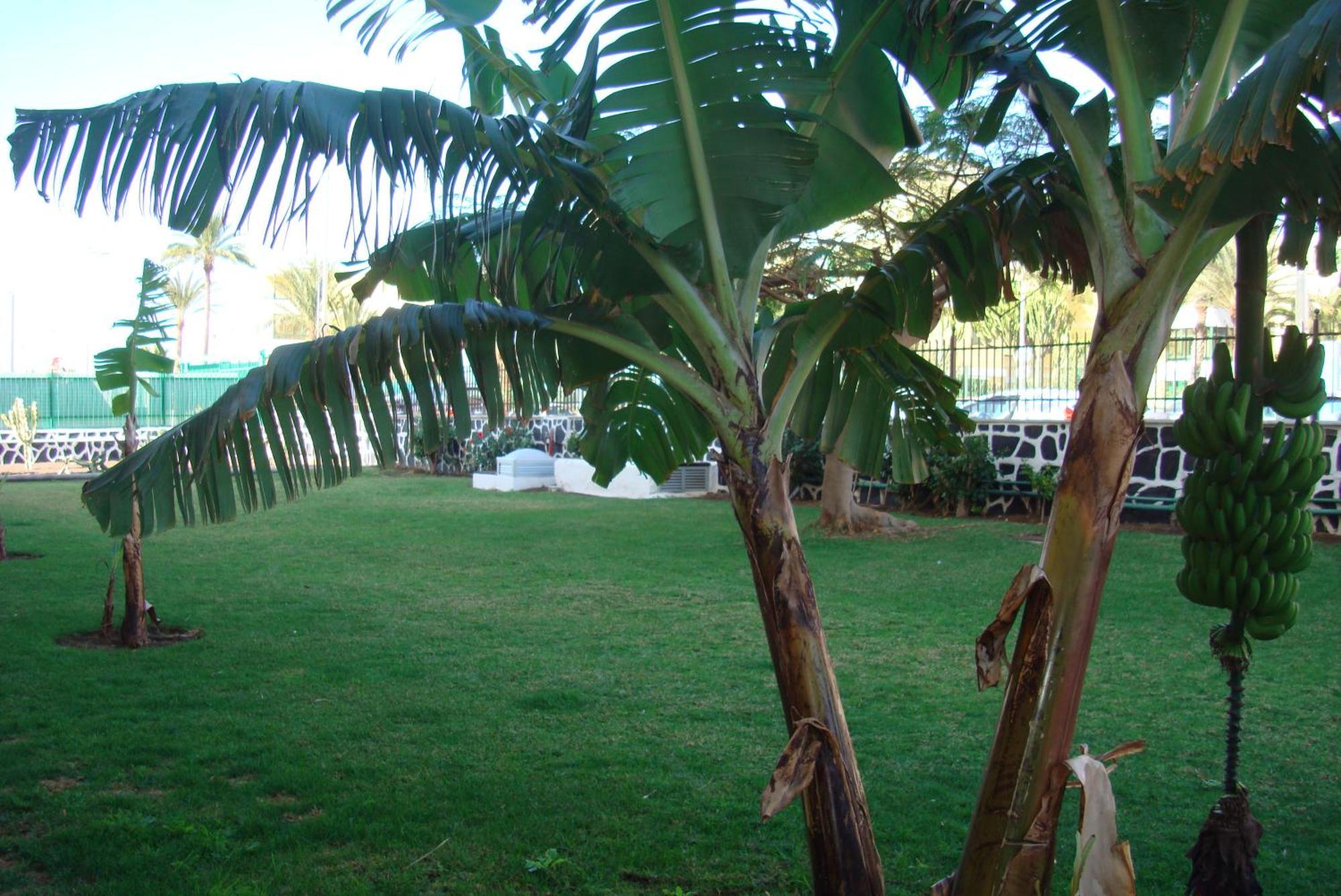 Los Cactus Playa del Inglés Eksteriør billede