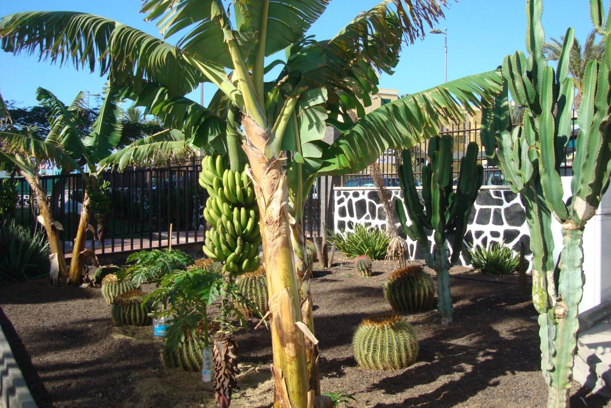 Los Cactus Playa del Inglés Eksteriør billede