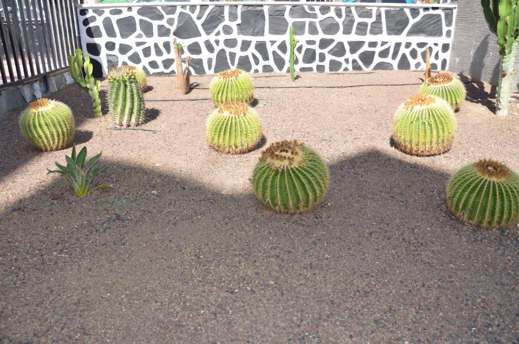 Los Cactus Playa del Inglés Eksteriør billede